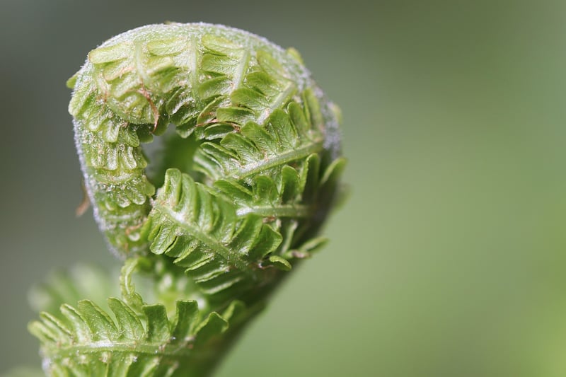 Glowfern