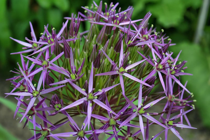 Starlight Blossom