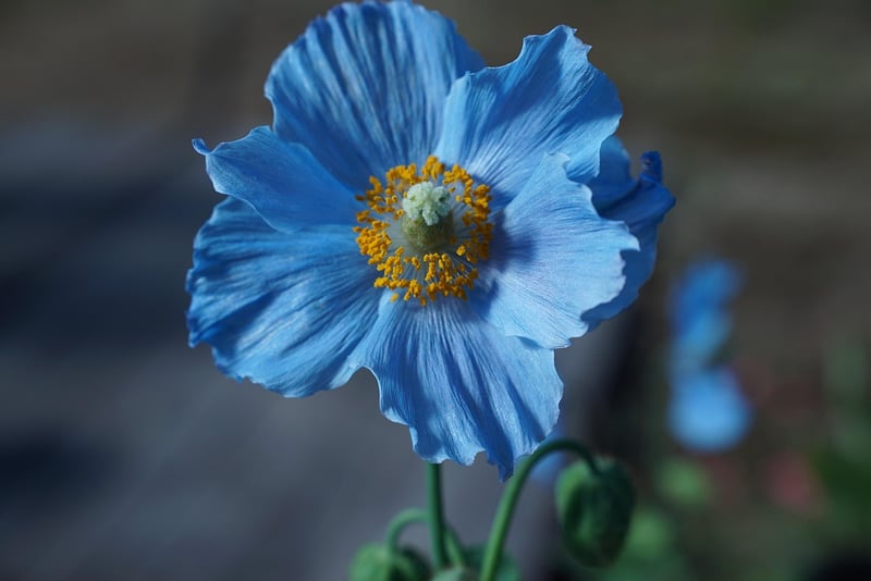 Blue Himalayan Poppy