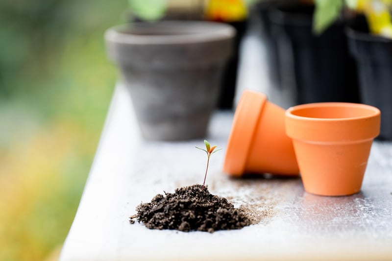 Enchanted Soil Enhancer